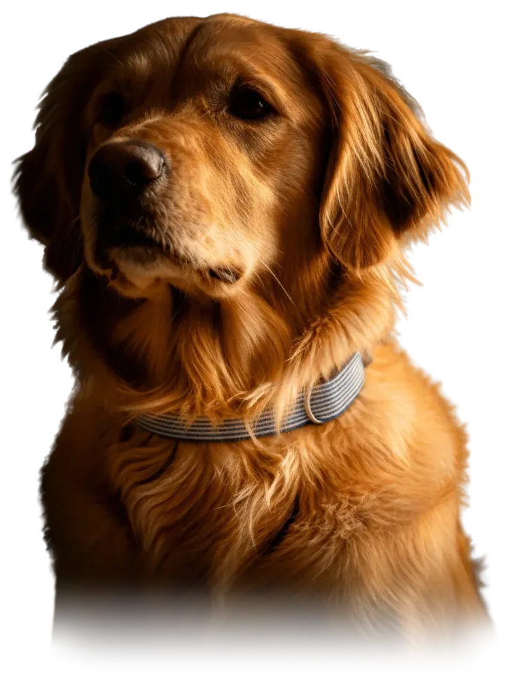 Valeurs normales de fréquence cardiaque et respiratoire chez le chien