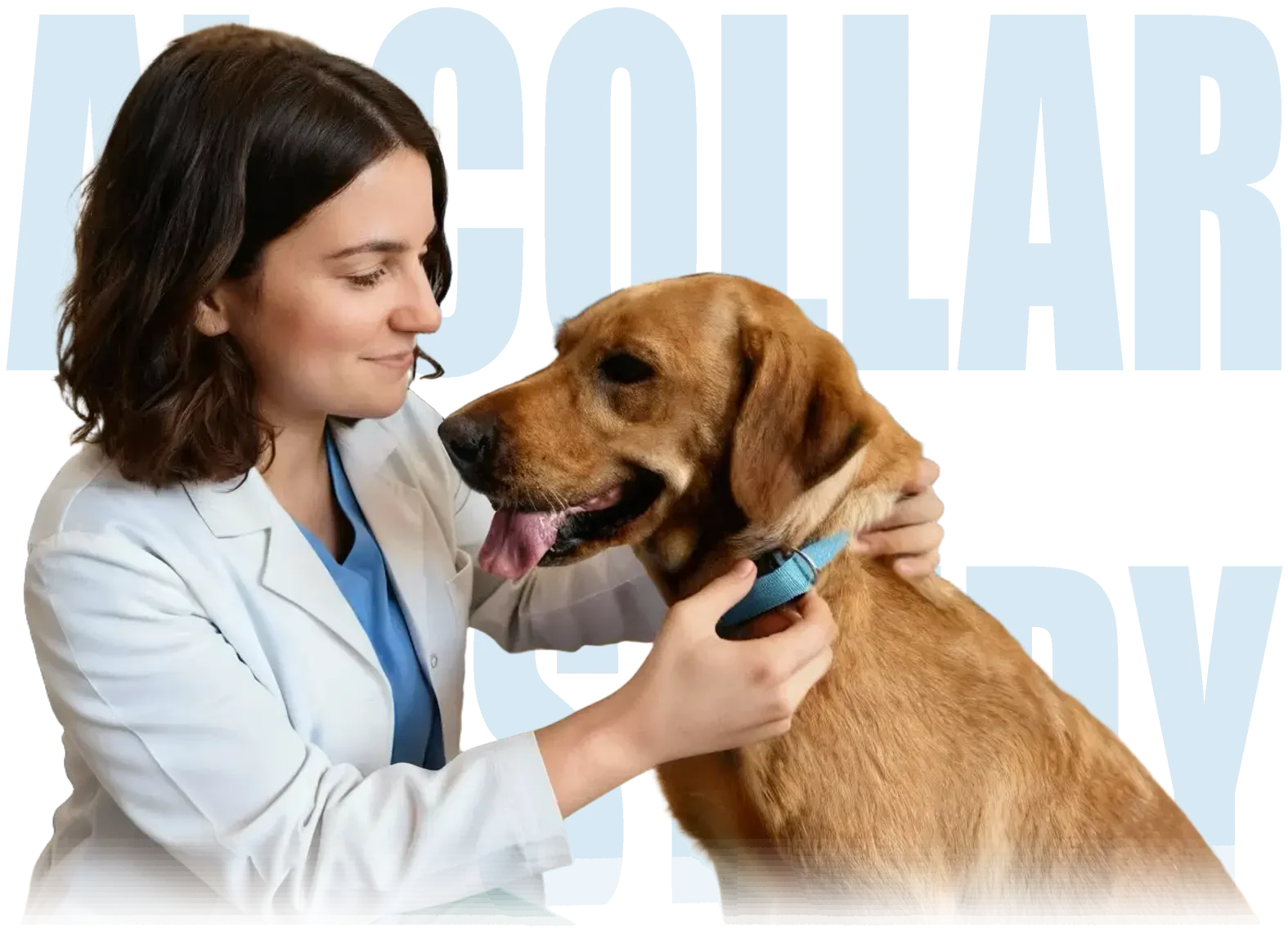 Une vétérinaire attachant un collier Invoxia Biotracker à un chien