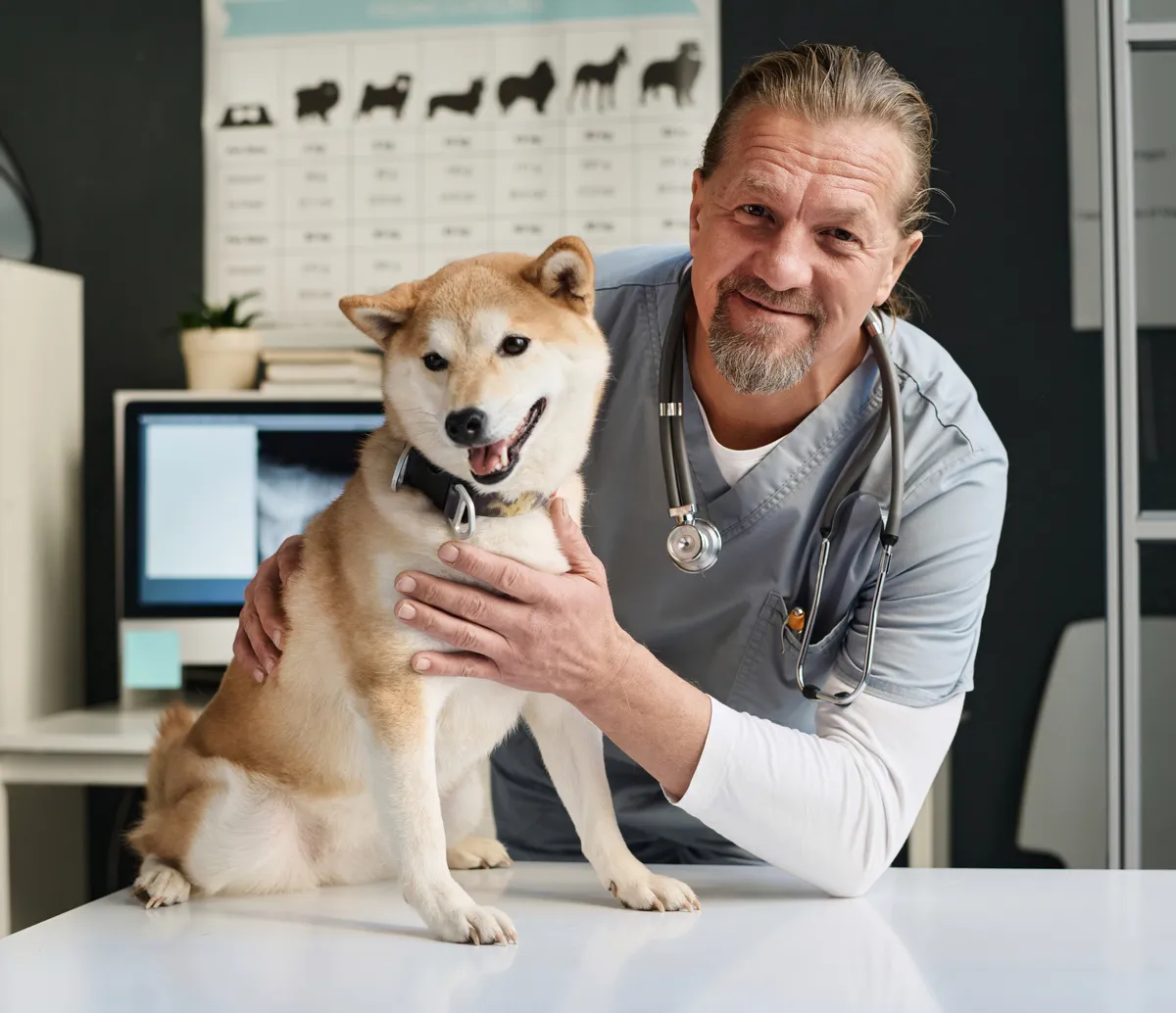A veterinarian smiling while examining a Shiba Inu dog on an examination table in a veterinary clinic.
