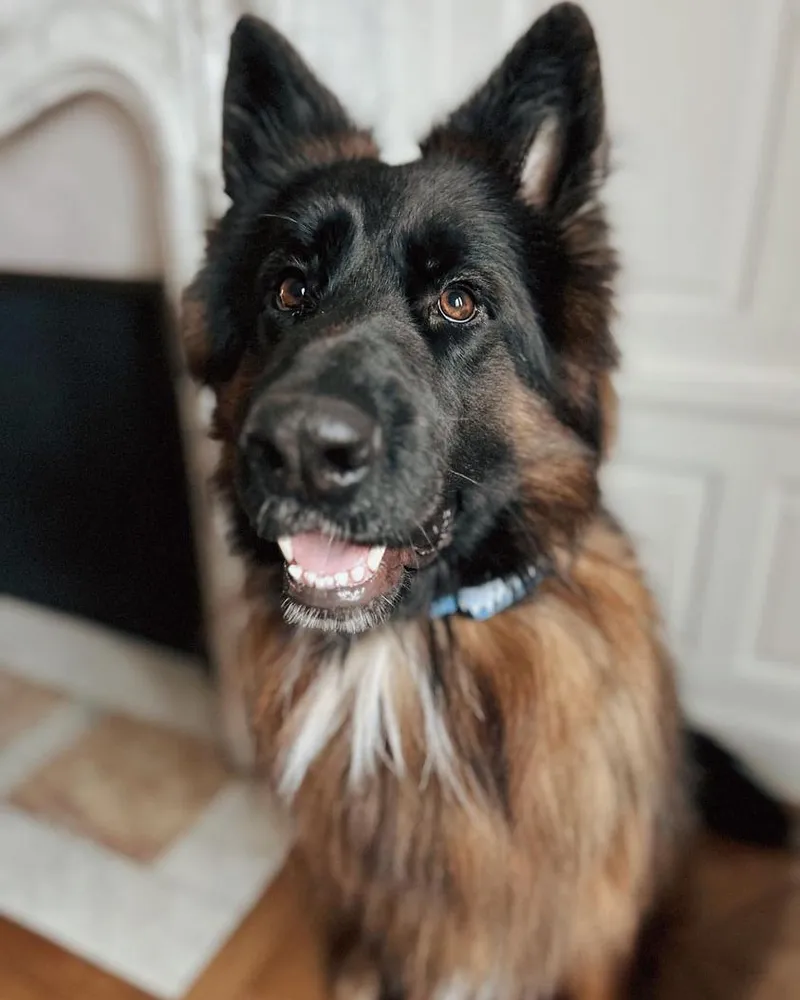 Ein Deutscher Schäferhund sitzt im Innenbereich und trägt ein gelbes Invoxia Biotracker-Halsband.