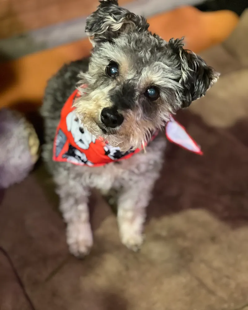 Ein kleiner grauer Schnauzer-Mix trägt ein rotes Bandana mit Totenkopfmuster und sitzt drinnen.