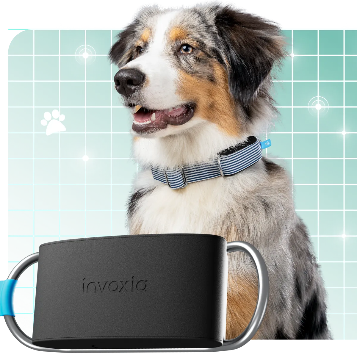 Ein Hund trägt ein Minitailz