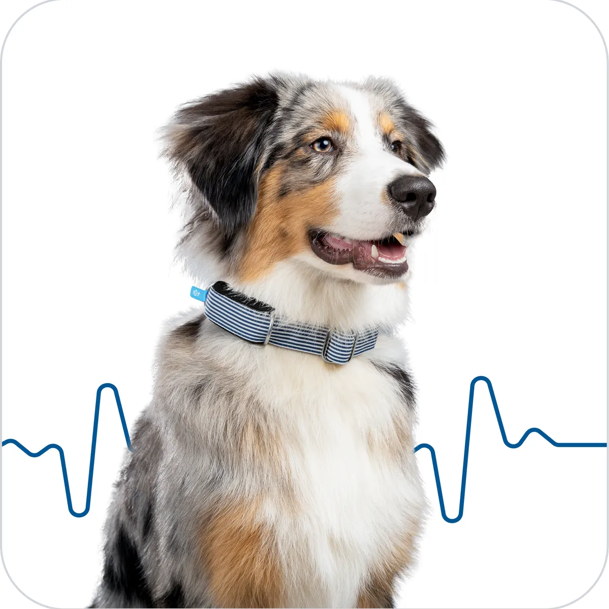 Ein Hund trägt ein Minitailz