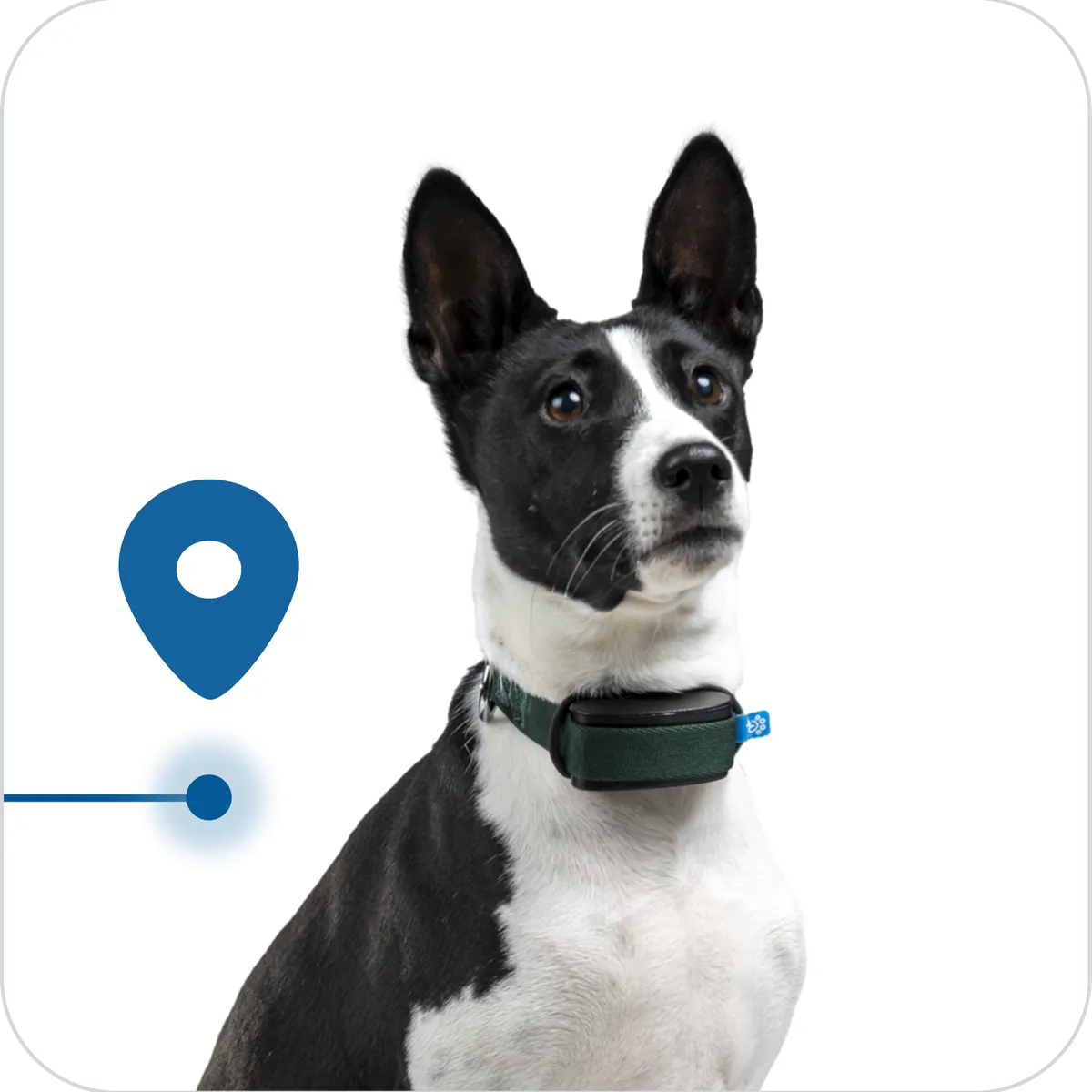 Ein Hund trägt ein Minitailz