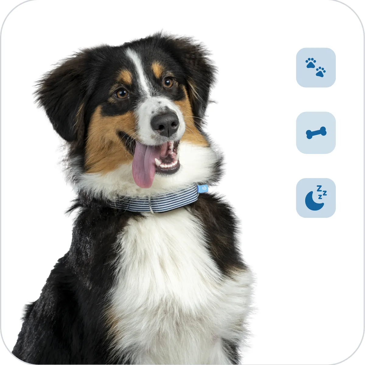 Ein Hund trägt ein Minitailz