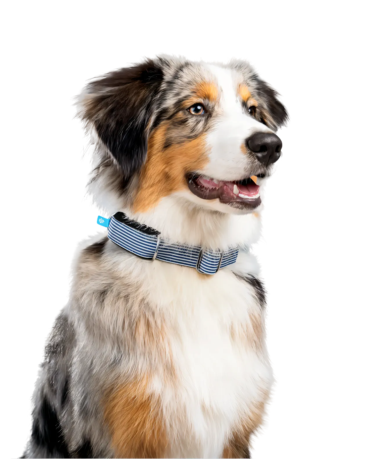 An Australian Shepherd wearing an Invoxia Biotracker around its neck.