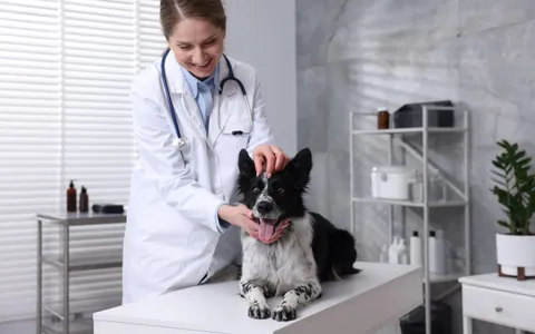 How to Choose the Right Health Professionals for Your Dog's Health?