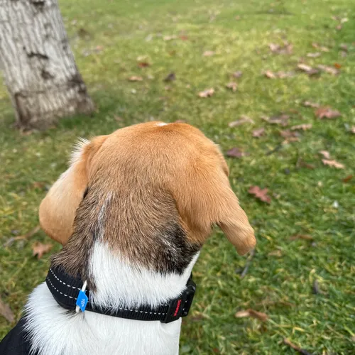 Dog health monitoring device