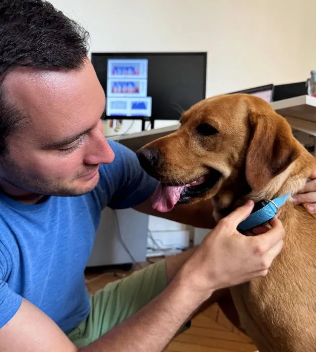 An AI engineer is attaching an Invoxia Biotracker to a happy Labrador Retriever in an office.