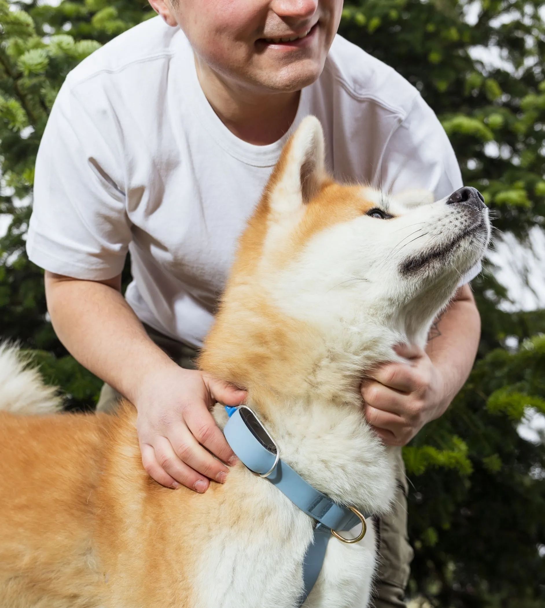 A man petting an Akita dog outdoors, while the dog wears an Invoxia Biotracker