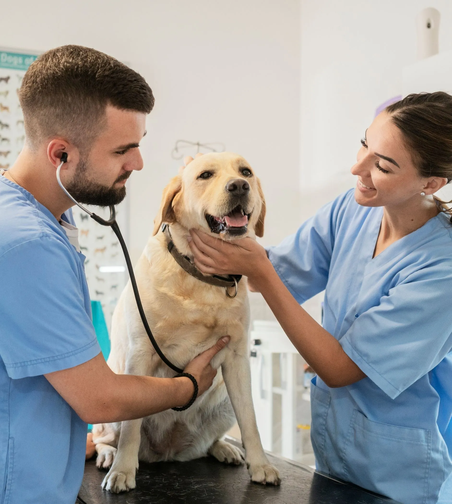 Two veterinarians examining a Labrador Retriever, one using a stethoscope and the other gently holding the dog's head.