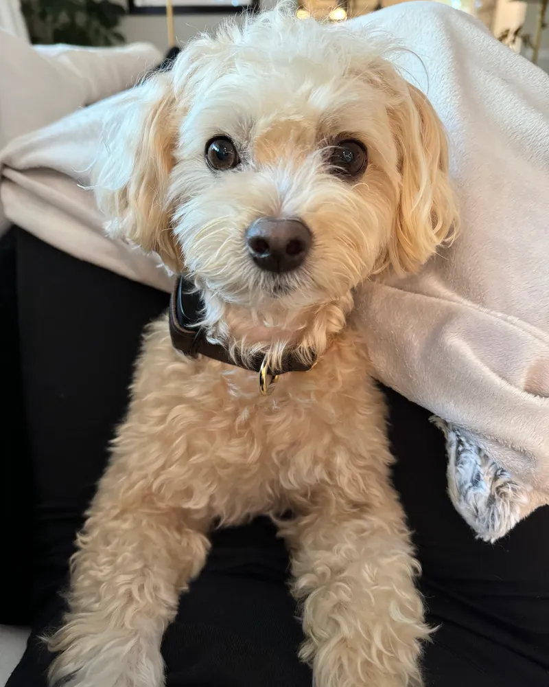 A small cream-colored Poodle mix sitting on someone’s lap indoors, wearing a black Invoxia Biotracker.