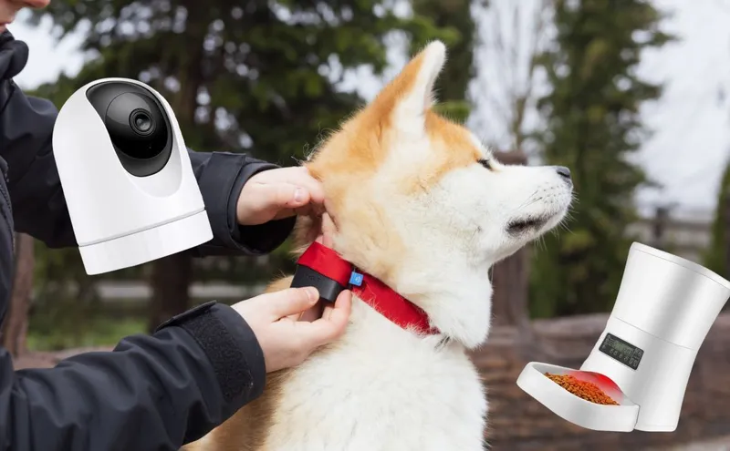 Akita Inu, auf dem ein Invoxia Biotracker leicht installiert ist, mit einer Kamera und einem Futterspender