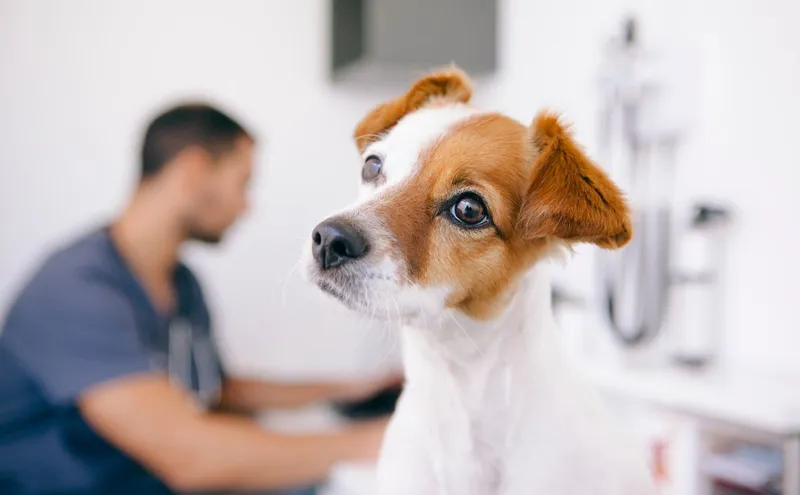 Kleiner brauner Hund spielt mit seinem Besitzer und gibt Pfote
