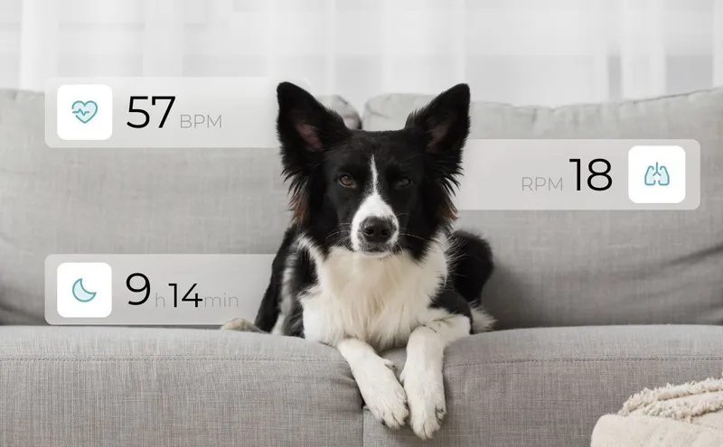 Border Collie, der auf einem Sofa sitzt, um die Studie von Professor Valérie Chetboul zur Herzgesundheit von Hunden zu veranschaulichen