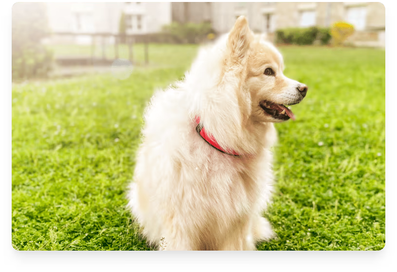 Smart Dog Collar - Invoxia