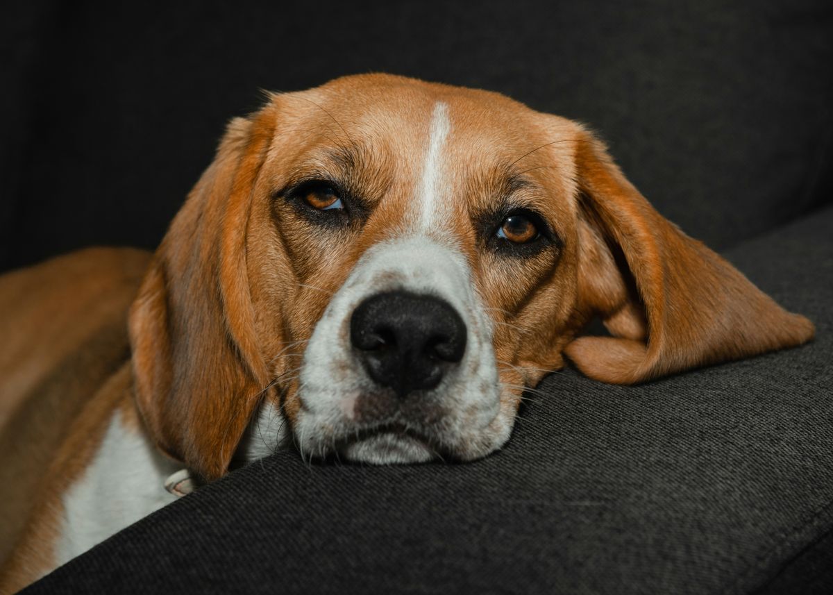 Beagle: Everything You Need to Know About This Dog with Exceptional ...