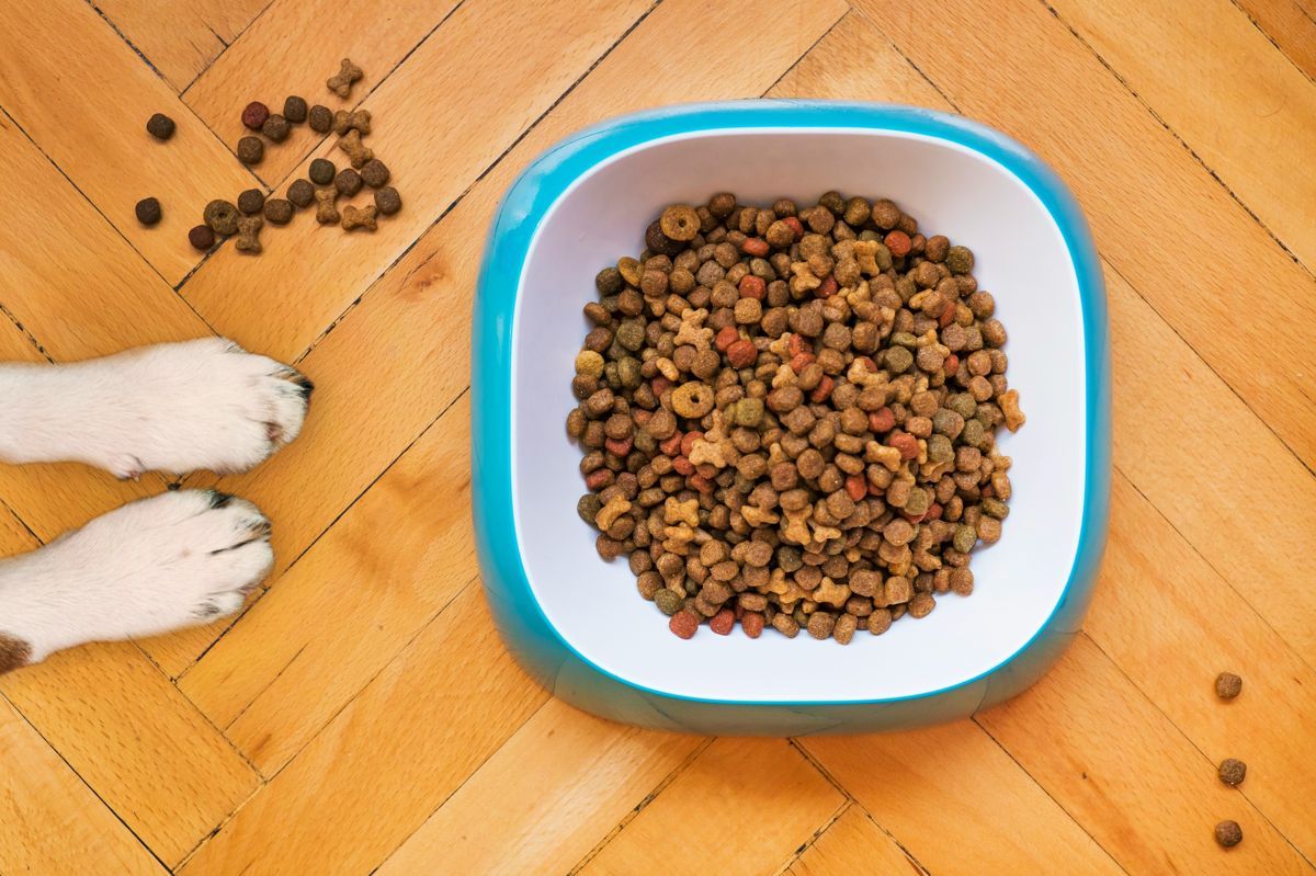 bowl_of_dog_kibble_on_the_floor