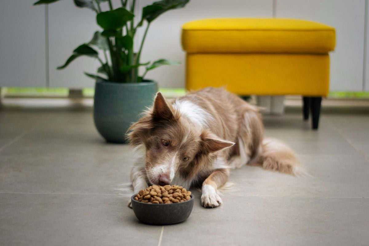 dog_border_collie_eating_his_kibble