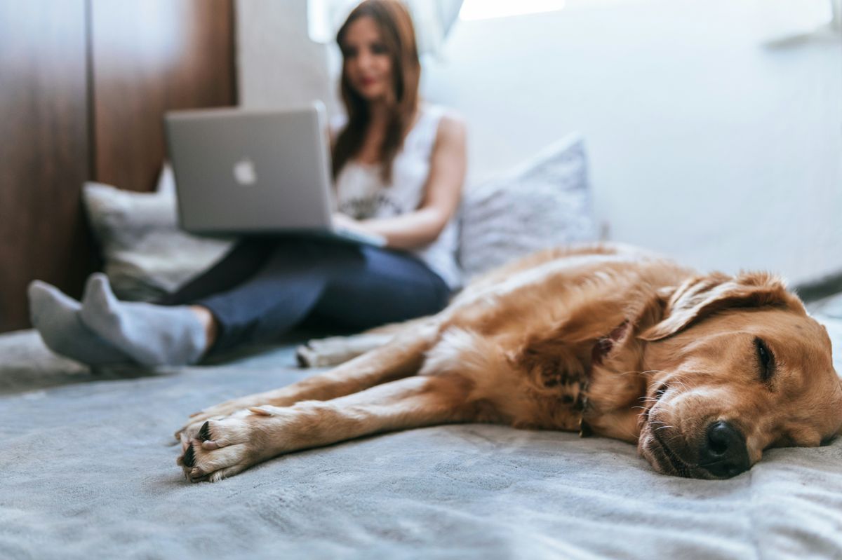 dog_lying_on_a_bed_with_its_mistress_on_her_computer