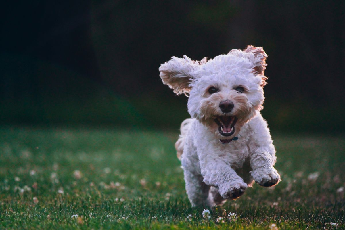 happy_healthy_dog_running_in_grass