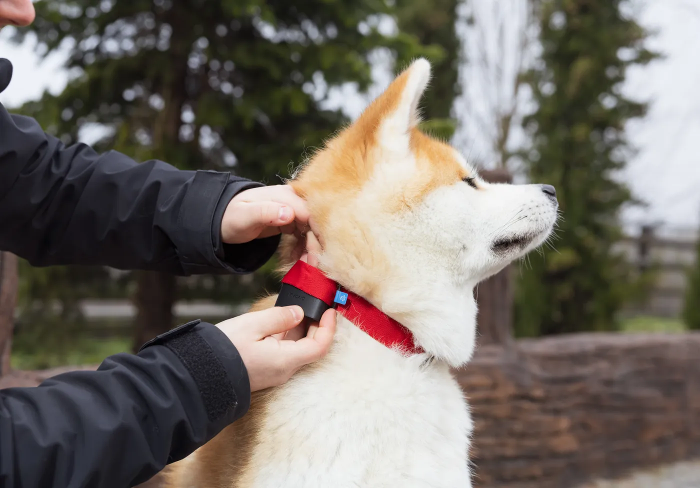 GPS tracker for dogs